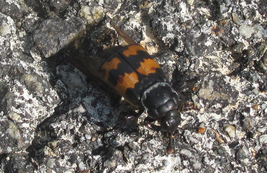 Nicrophorus fossor?